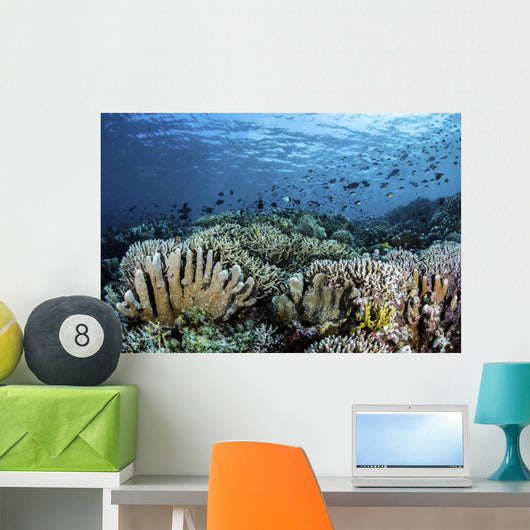 Fish Swimming over Hard Wall Decal