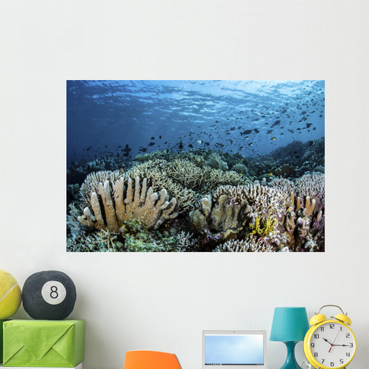 Fish Swimming over Hard Wall Decal
