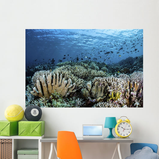 Fish Swimming over Hard Wall Decal