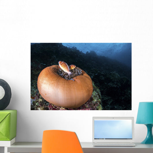 Anemone Fish outside Their Wall Decal