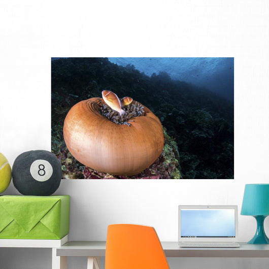 Anemone Fish outside Their Wall Decal