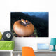 Anemone Fish outside Their Wall Decal