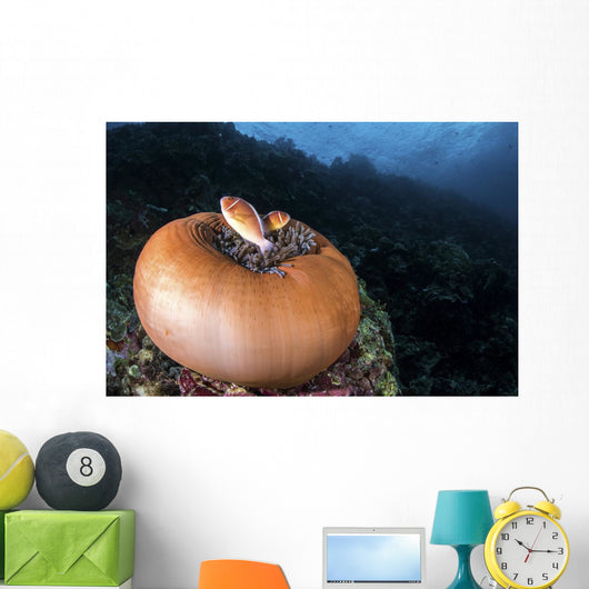 Anemone Fish outside Their Wall Decal