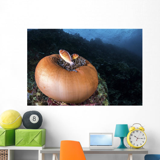 Anemone Fish outside Their Wall Decal