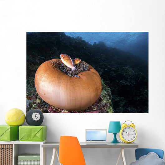 Anemone Fish outside Their Wall Decal