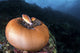 Anemone Fish outside Their Wall Decal
