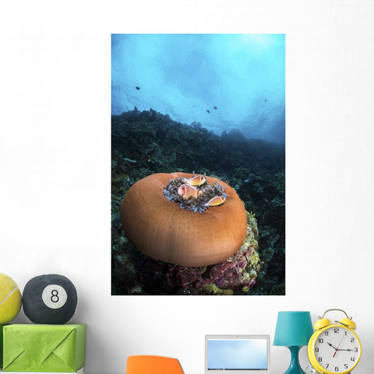 Anemone Closes While It Wall Decal