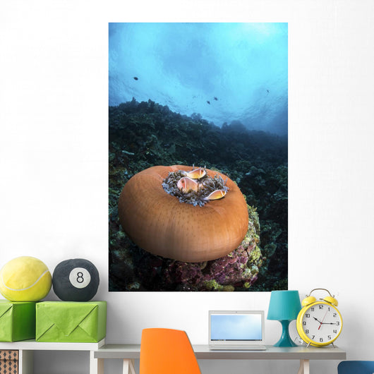 Anemone Closes While It Wall Decal