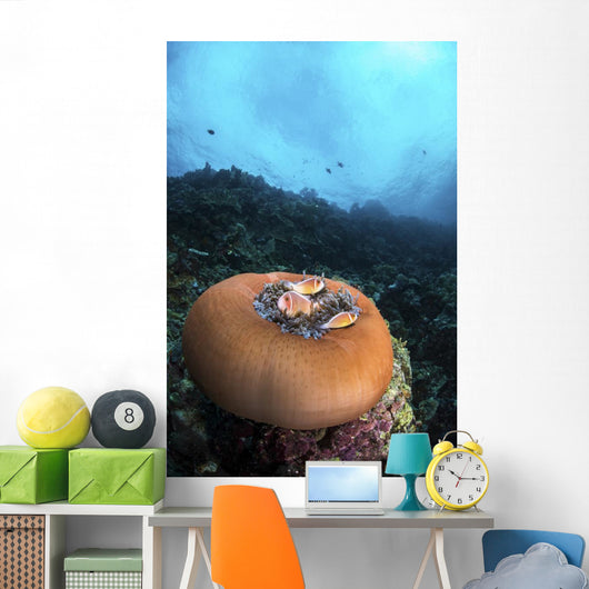 Anemone Closes While It Wall Decal