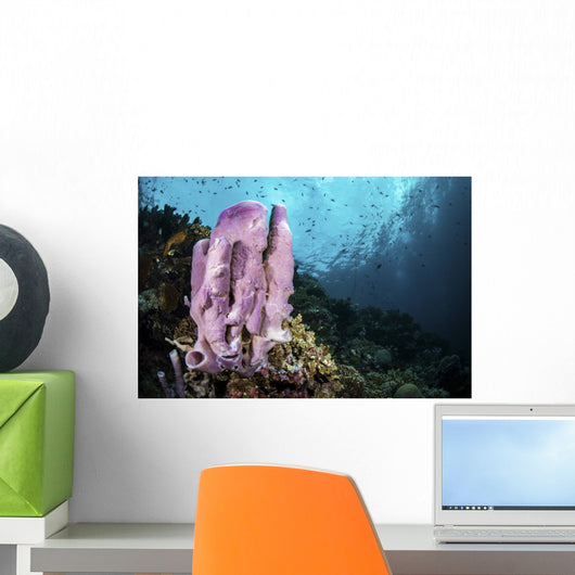 Coral Reef Indonesia Hosts Wall Decal