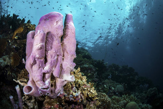 Coral Reef Indonesia Hosts Wall Decal
