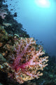 Coral Reef Indonesia Hosts Vertical Wall Decal