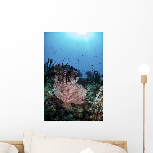 Two Feather Stars Climb Wall Decal