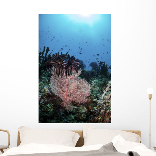 Two Feather Stars Climb Wall Decal