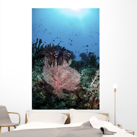 Two Feather Stars Climb Wall Decal