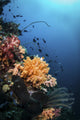Soft Corals and Fish Wall Decal