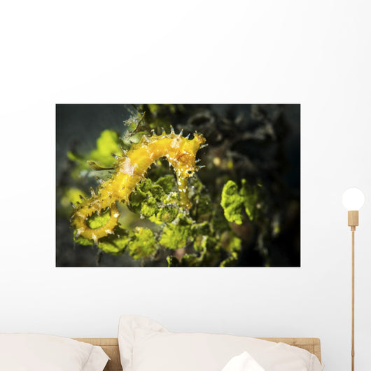 Yellow Seahorse Its Natural Wall Decal