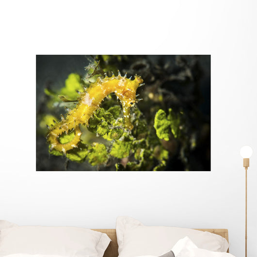 Yellow Seahorse Its Natural Wall Decal