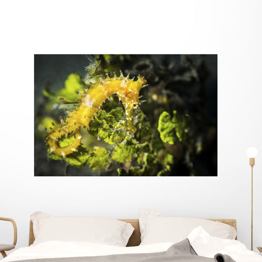Yellow Seahorse Its Natural Wall Decal