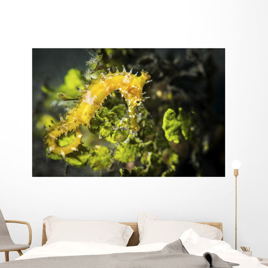 Yellow Seahorse Its Natural Wall Decal