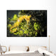 Yellow Seahorse Its Natural Wall Decal