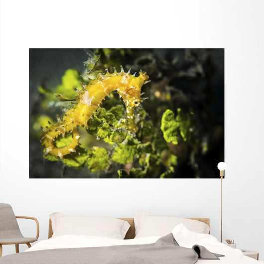 Yellow Seahorse Its Natural Wall Decal