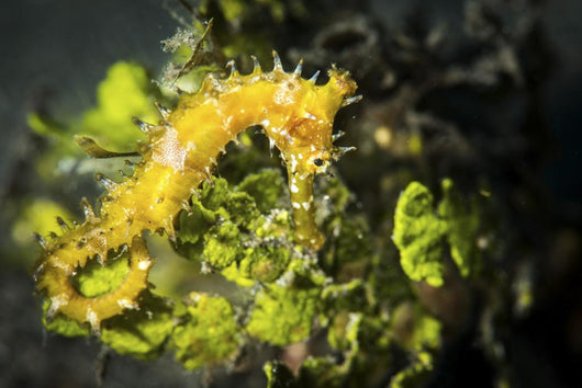 Yellow Seahorse Its Natural Wall Decal