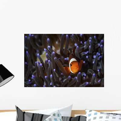 Clownfish Anemone North Sulawesi Wall Decal shown on a wall
