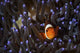 Clownfish Anemone North Sulawesi Wall Decal