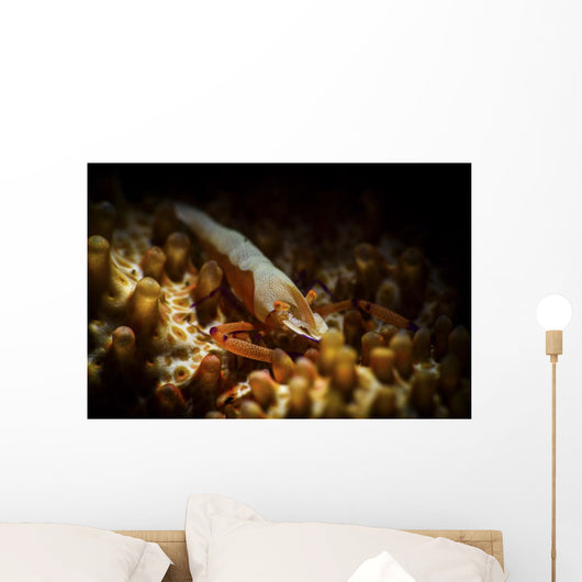 Emporer Shrimp Living Back Wall Decal