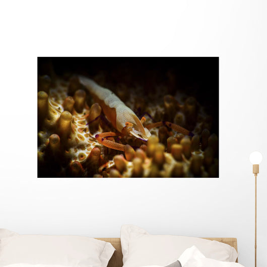 Emporer Shrimp Living Back Wall Decal