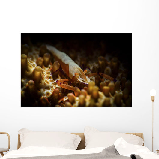 Emporer Shrimp Living Back Wall Decal