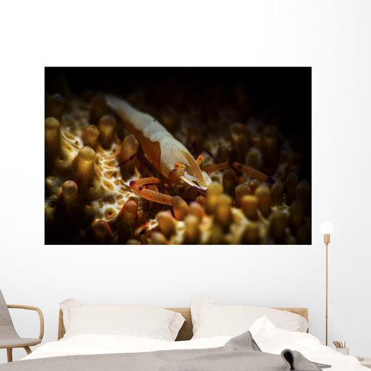 Emporer Shrimp Living Back Wall Decal
