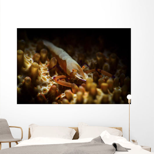 Emporer Shrimp Living Back Wall Decal