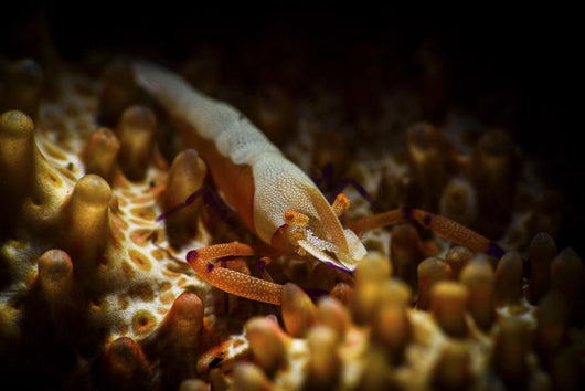 Emporer Shrimp Living Back Wall Decal