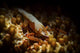 Emporer Shrimp Living Back Wall Decal
