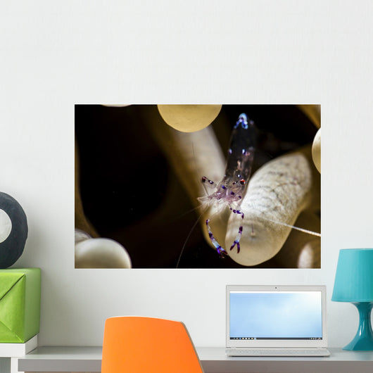 Anemone Shrimp Its Anemone Wall Decal