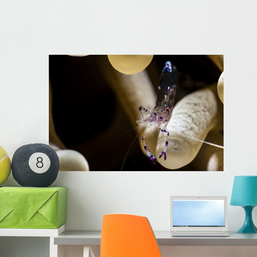 Anemone Shrimp Its Anemone Wall Decal