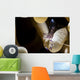 Anemone Shrimp Its Anemone Wall Decal