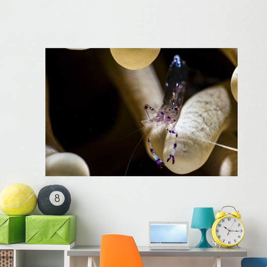 Anemone Shrimp Its Anemone Wall Decal