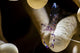 Anemone Shrimp Its Anemone Wall Decal