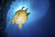 Green Sea Turtle with Wall Decal