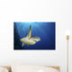 Green Sea Turtle Swims Close-up Wall Decal