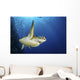 Green Sea Turtle Swims Close-up Wall Decal