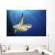 Green Sea Turtle Swims Close-up Wall Decal