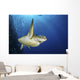 Green Sea Turtle Swims Close-up Wall Decal