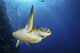 Green Sea Turtle Swims Close-up Wall Decal