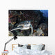 Turtle Rests Ledge Coral Wall Decal
