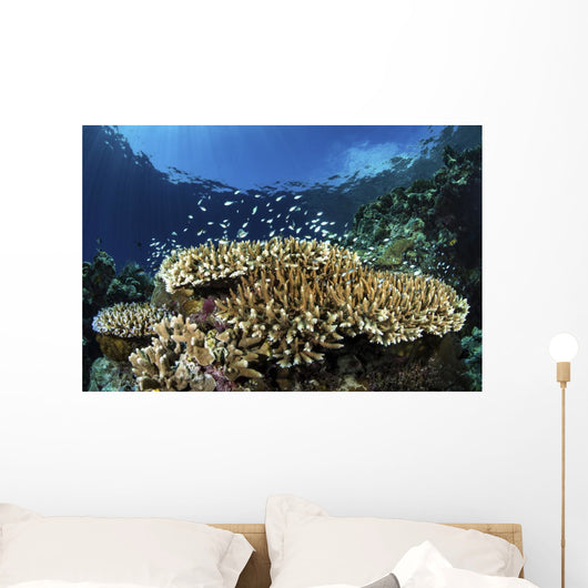 Fish over Coral Reef Wall Decal