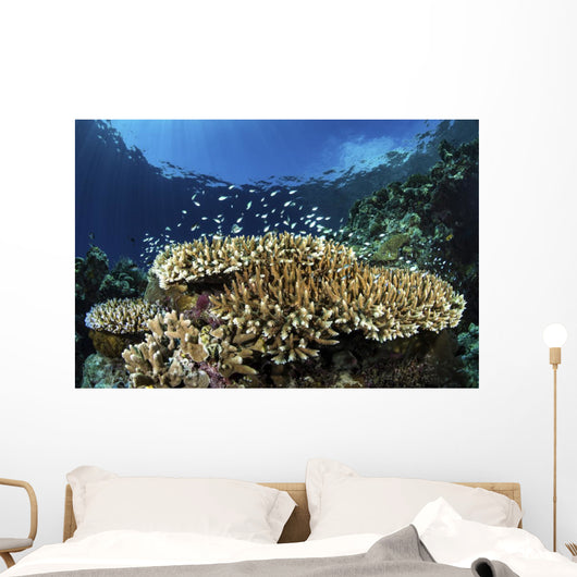 Fish over Coral Reef Wall Decal